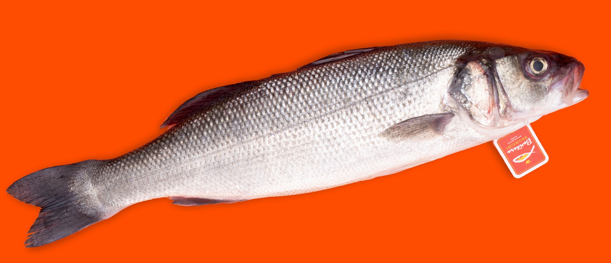 Arrayado Fish Aqua Best Seafood Market Online (NYC) - Best Seafood Delivery Service