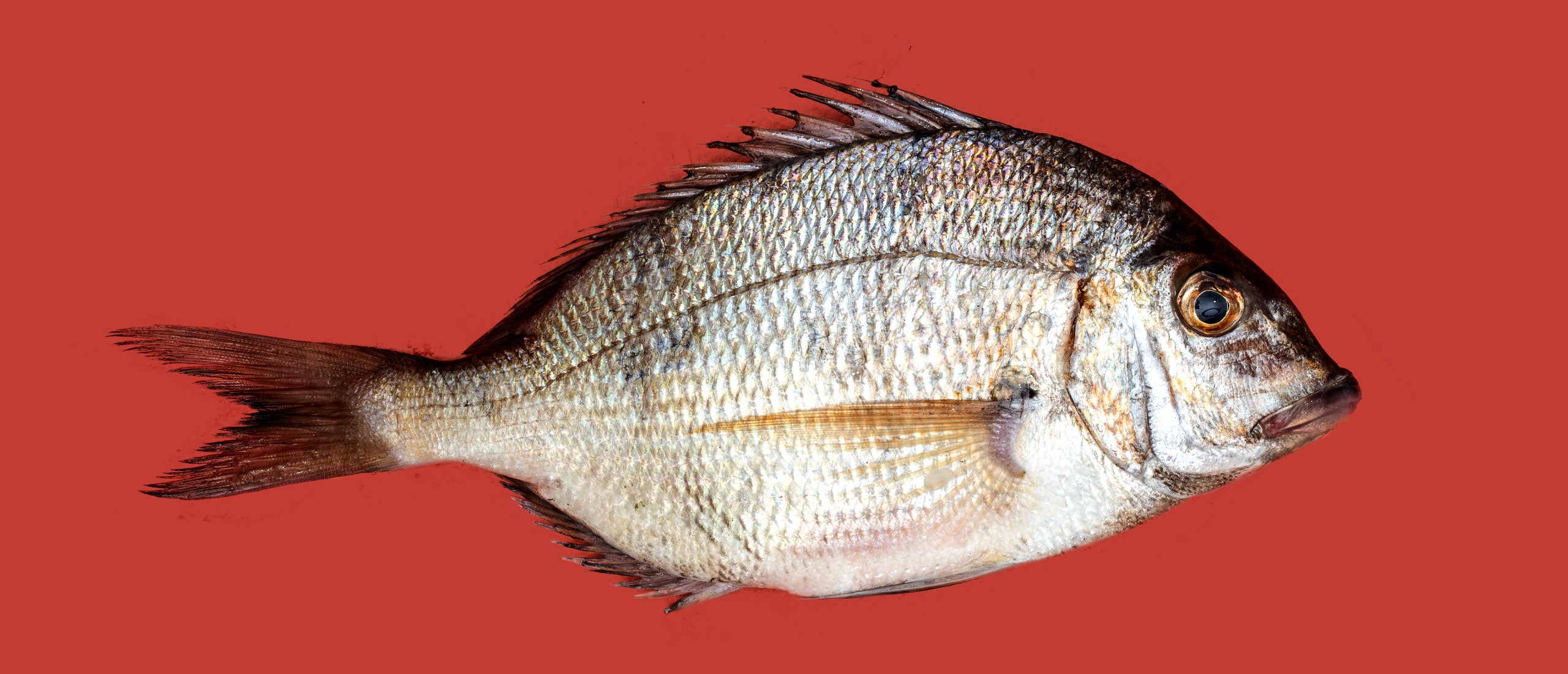 Prgie Fish Fish