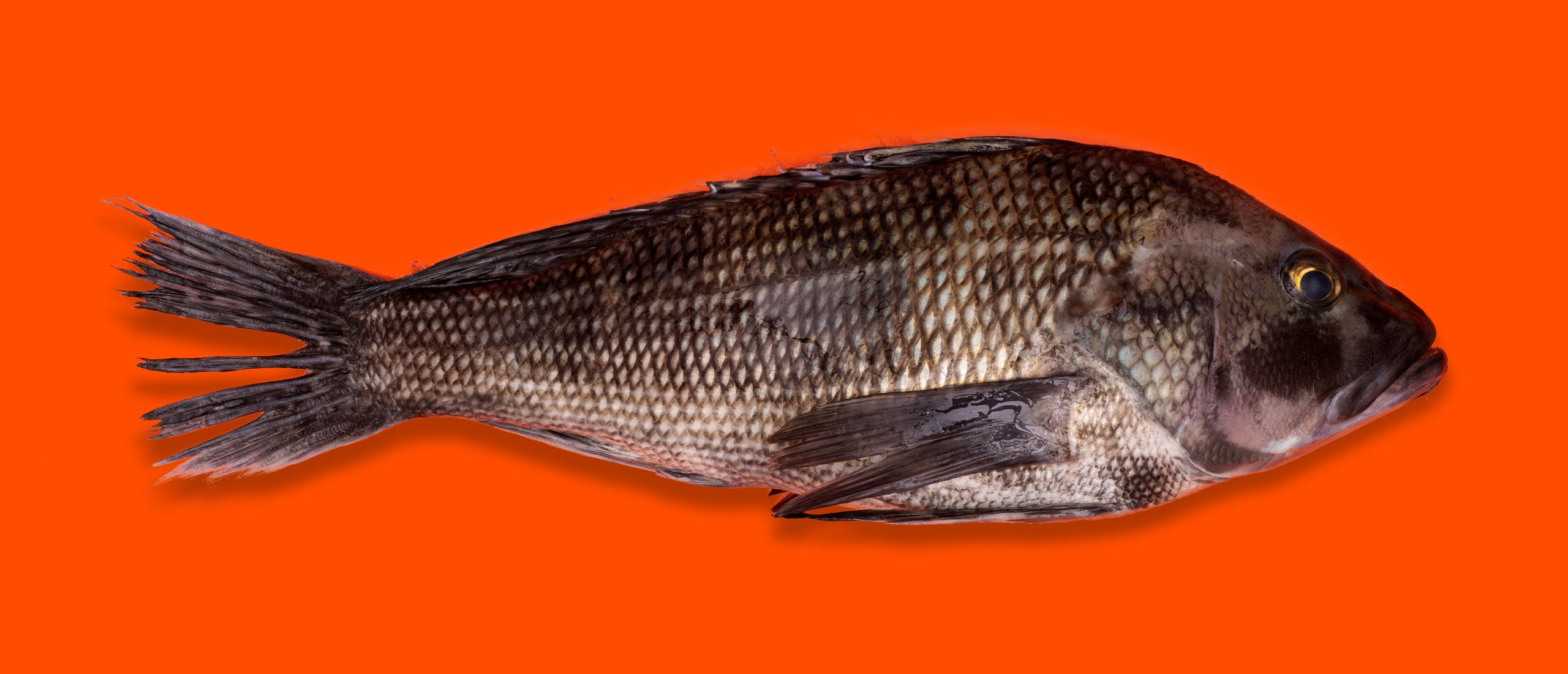 Black Sea Bass