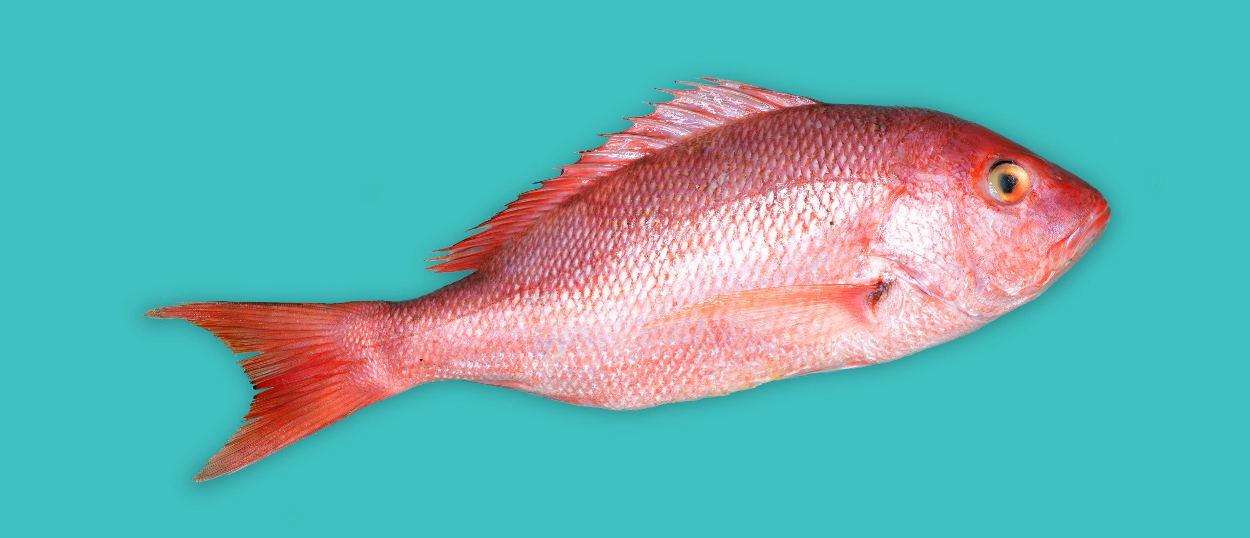 Red Snapper